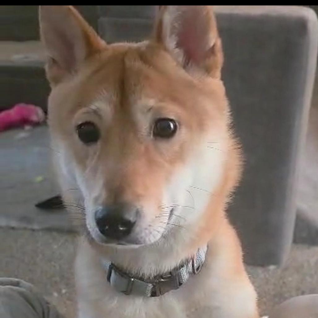 Enlarge Sushi, a Adoptable Shiba Inu in Las Vegas, NV image 2/6
