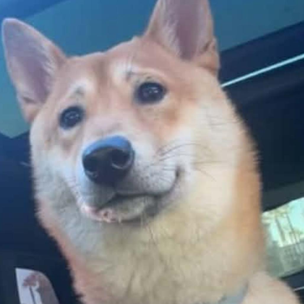 Enlarge Sushi, a Adoptable Shiba Inu in Las Vegas, NV image 3/6