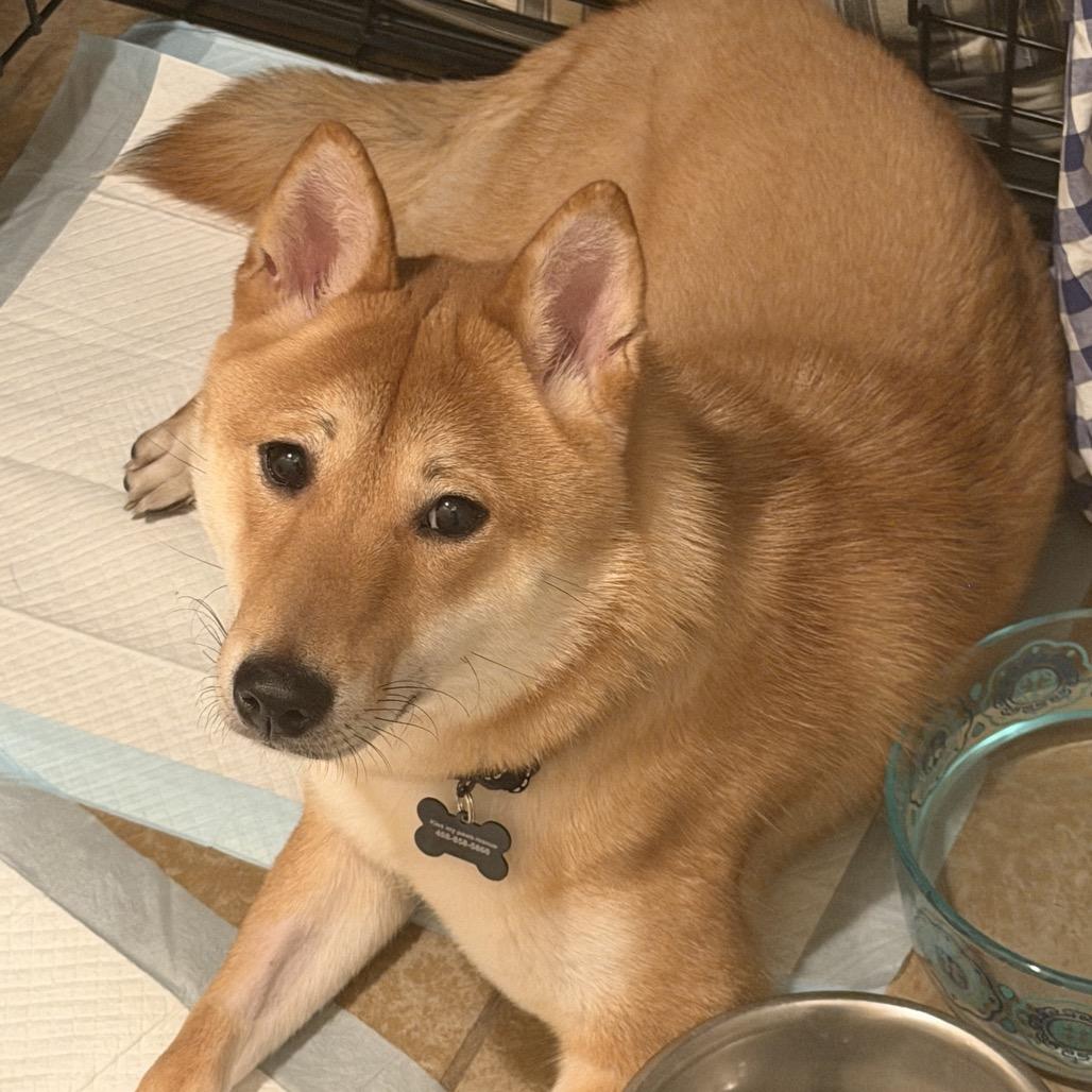 Enlarge Sushi, a Adoptable Shiba Inu in Las Vegas, NV image 4/6