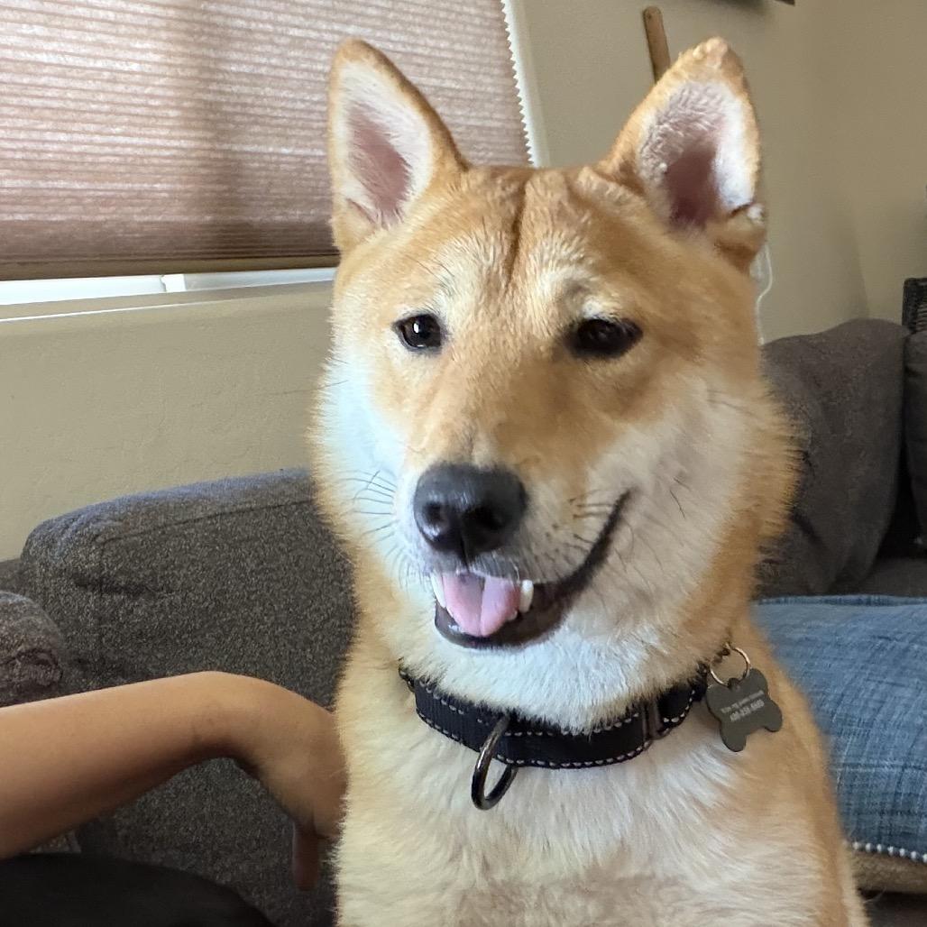 Enlarge Sushi, a Adoptable Shiba Inu in Las Vegas, NV image 4/6