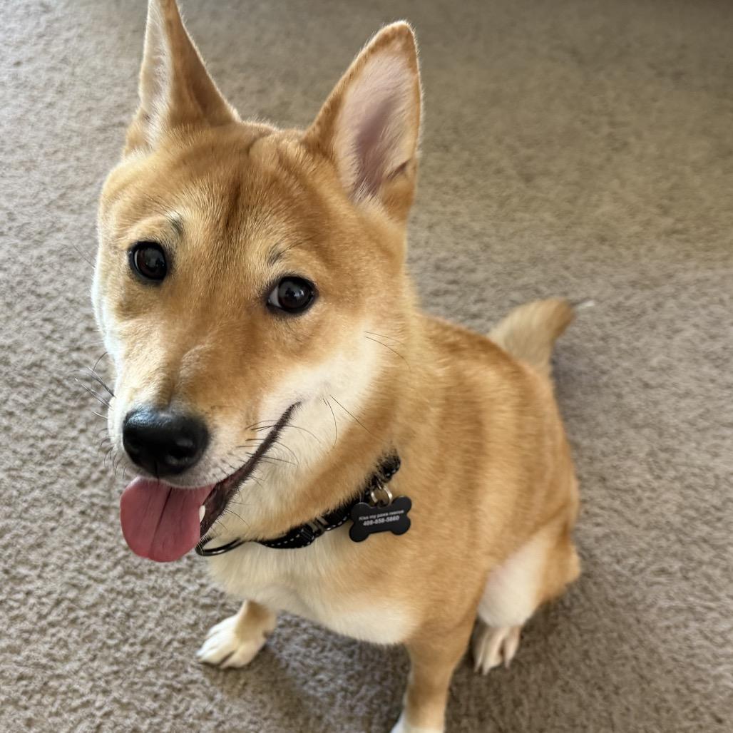 Enlarge Sushi, a Adoptable Shiba Inu in Las Vegas, NV image 5/6