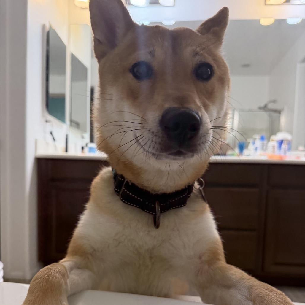 Enlarge Sushi, a Adoptable Shiba Inu in Las Vegas, NV image 6/6