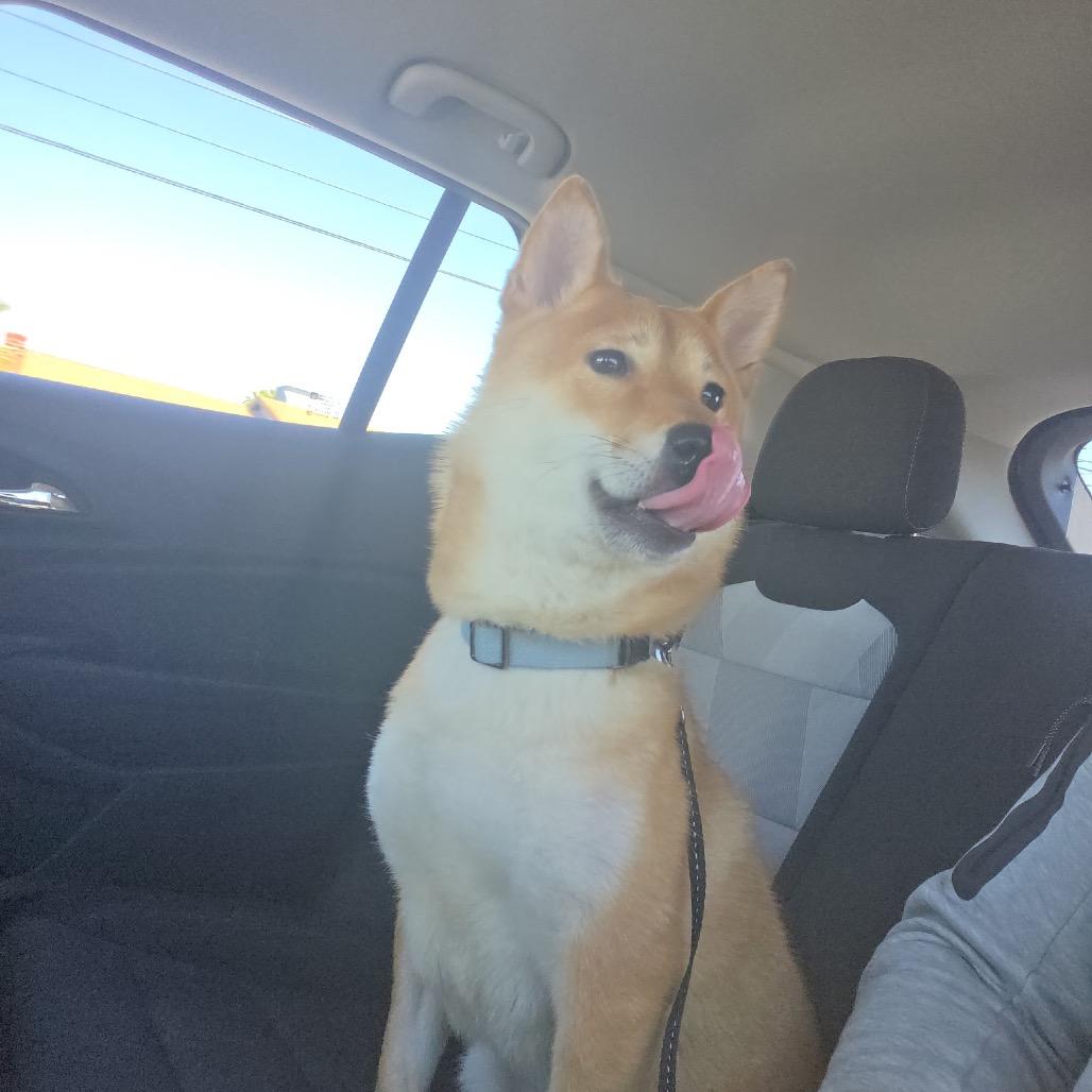 Enlarge Sushi, a Adoptable Shiba Inu in Las Vegas, NV image 6/6