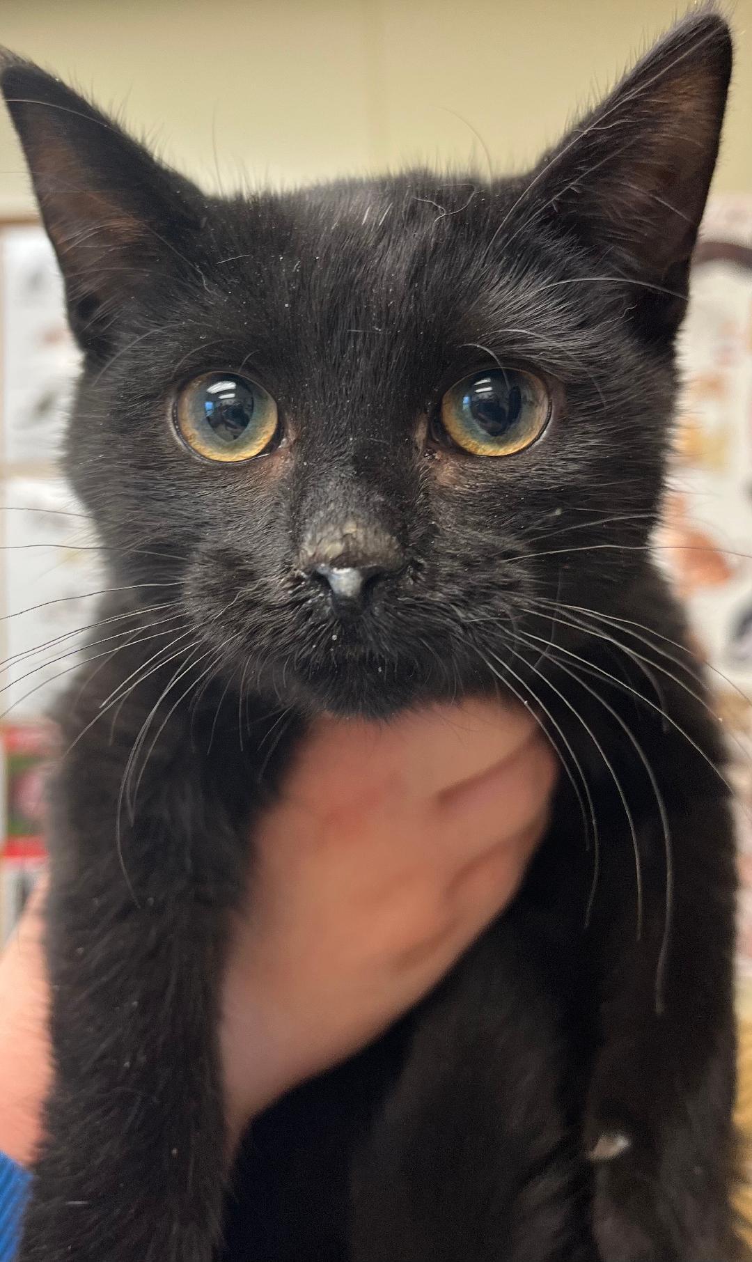 Enlarge Betty, a ADOPTABLE Domestic Short Hair in New Castle, IN image 1/1