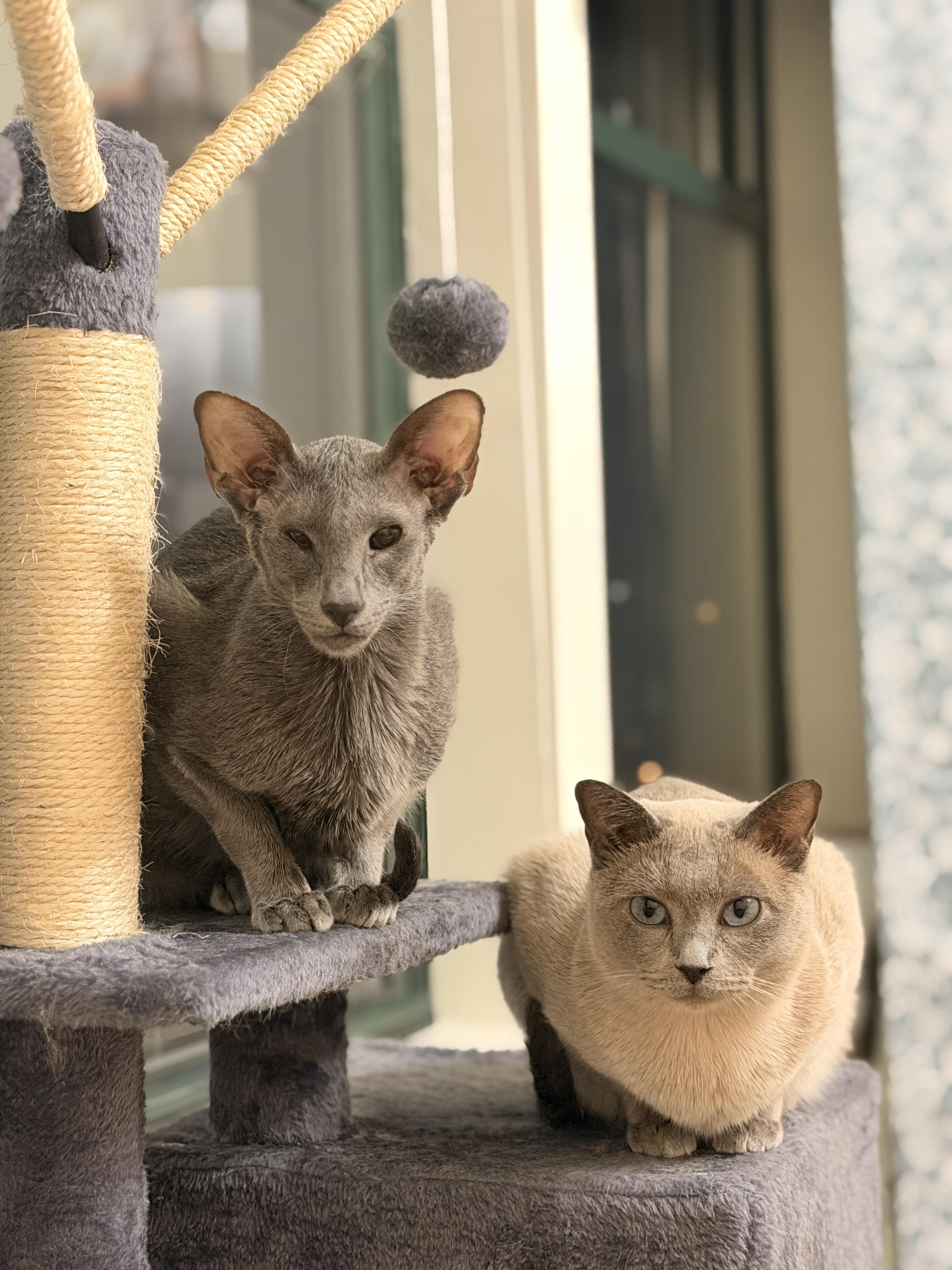 Enlarge Louie & Lulu, an adopted Oriental Short Hair in Cambridge, MA image 1/4