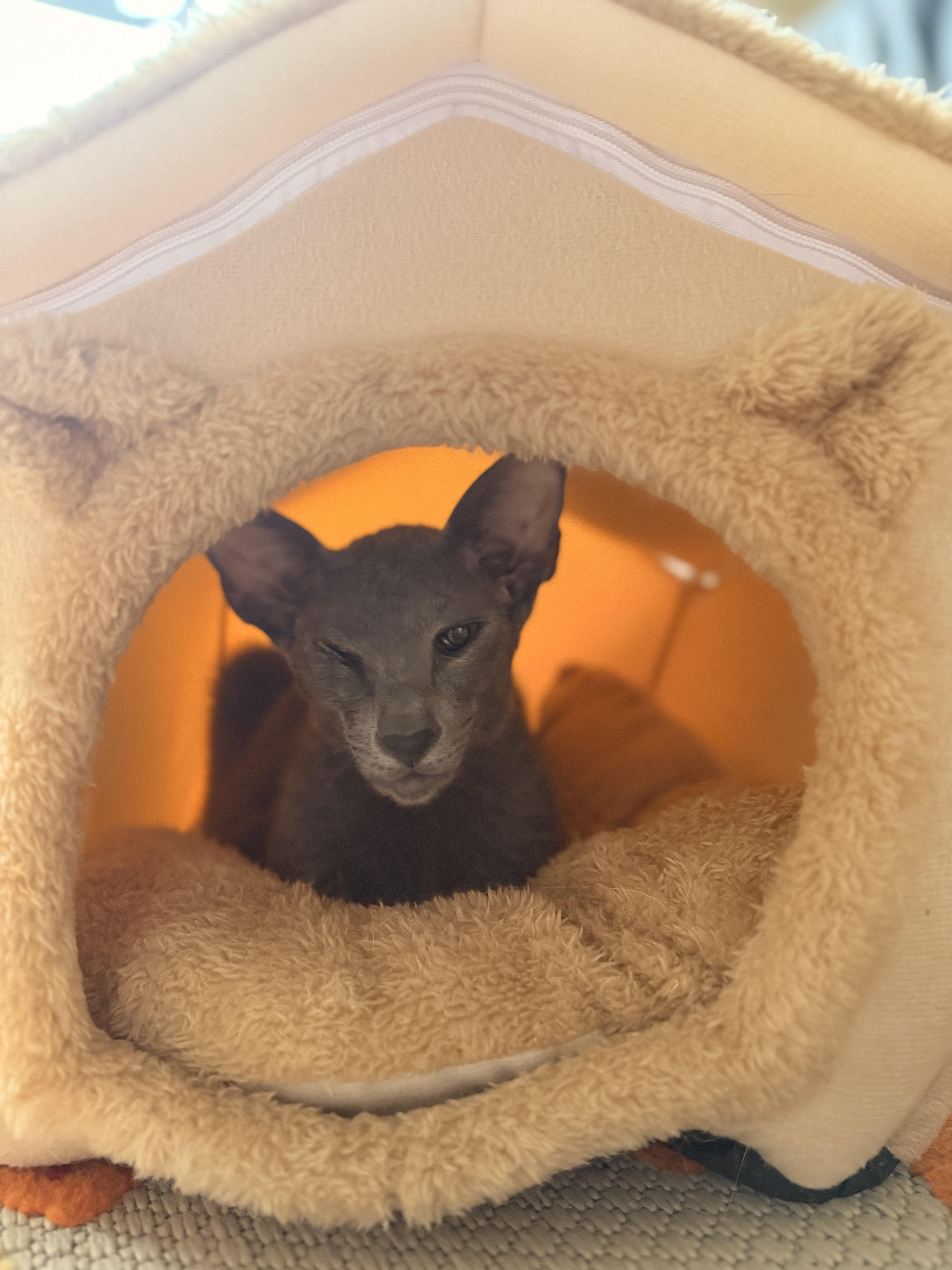 Enlarge Louie & Lulu, an adopted Oriental Short Hair in Cambridge, MA image 3/4
