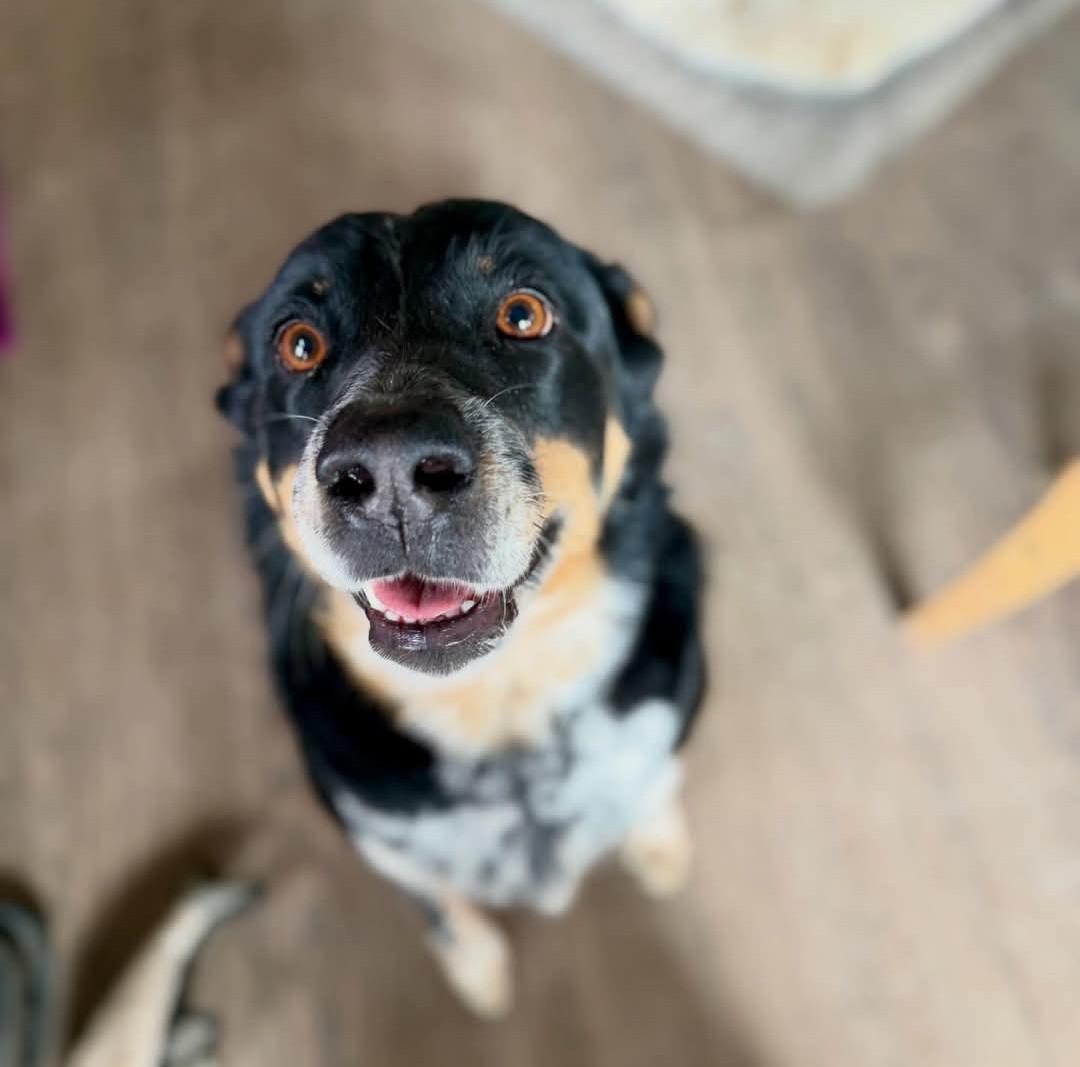 Enlarge Lynnie, an adopted Mixed Breed in Wilsall, MT image 1/1