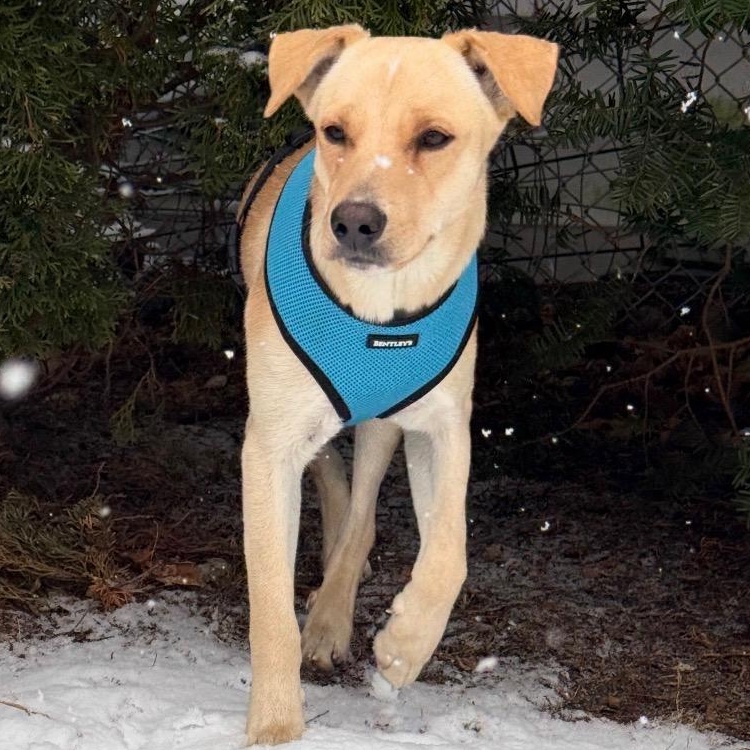 Enlarge Vanilla - The Sweetest Scoop of a Pup!, a ADOPTABLE Yellow Labrador Retriever in HARTFORD, CT image 4/5