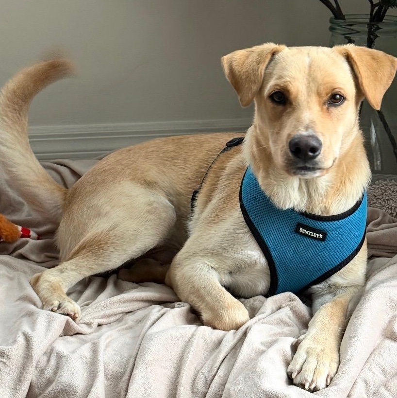 Enlarge Vanilla - The Sweetest Scoop of a Pup!, a ADOPTABLE Yellow Labrador Retriever in HARTFORD, CT image 1/5