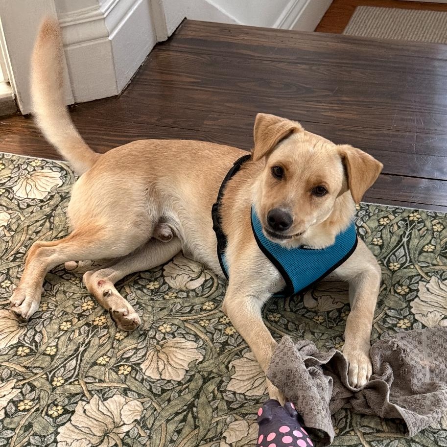 Enlarge Vanilla - The Sweetest Scoop of a Pup!, a ADOPTABLE Yellow Labrador Retriever in HARTFORD, CT image 3/5