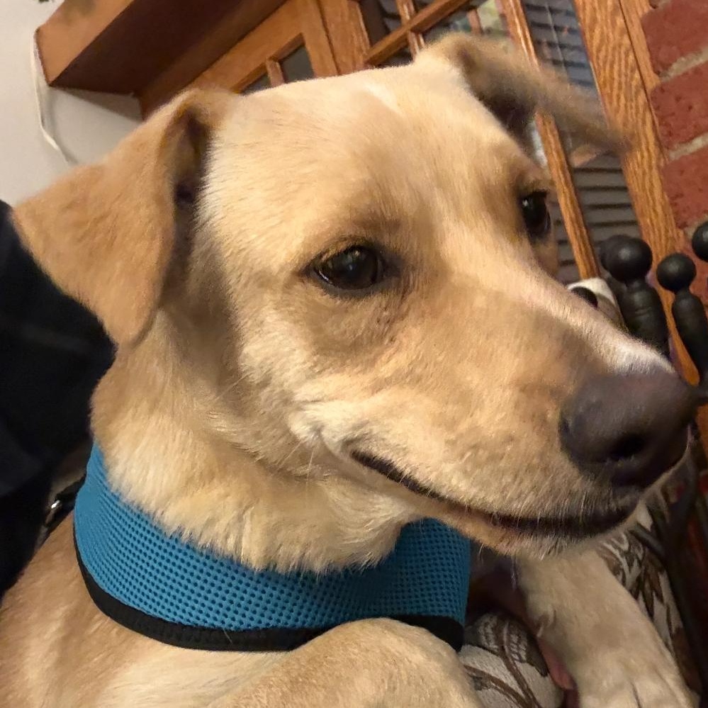 Enlarge Vanilla - The Sweetest Scoop of a Pup!, a ADOPTABLE Yellow Labrador Retriever in HARTFORD, CT image 5/5