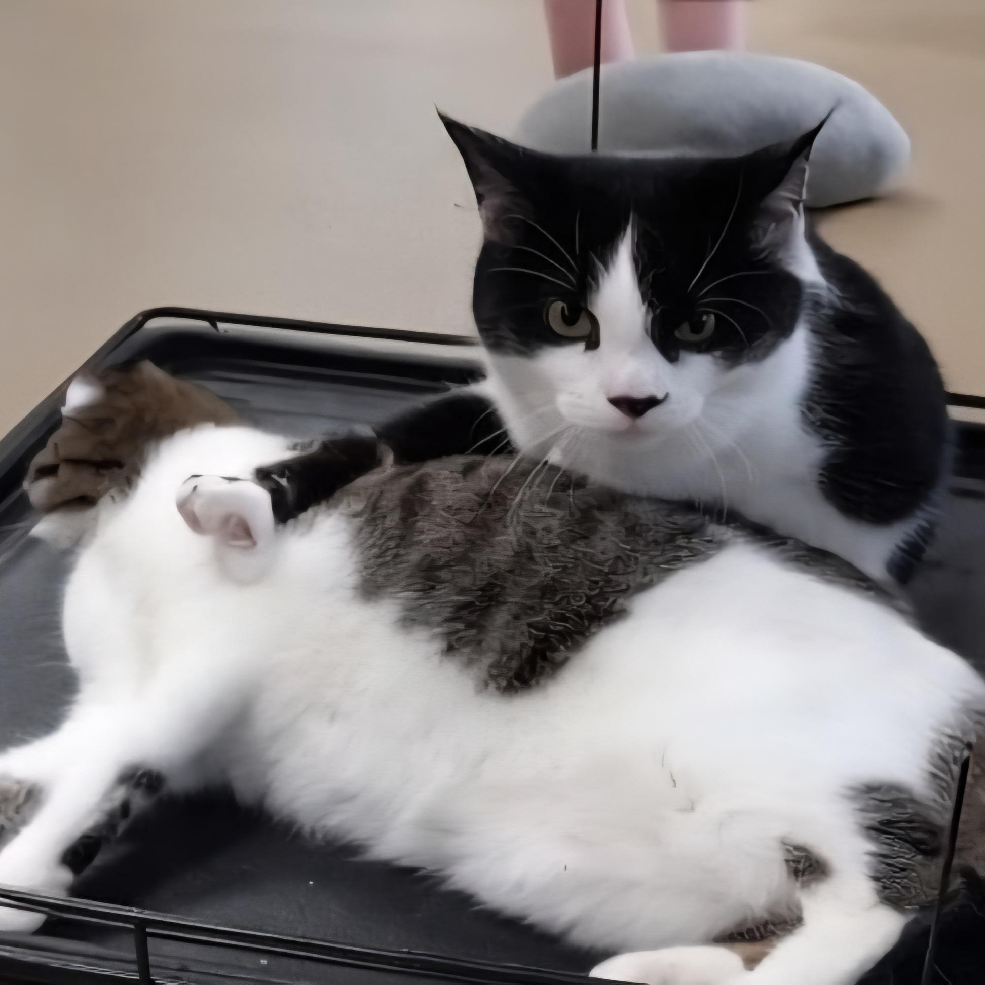 Birdie & Emmy Jo, a Adopted Domestic Short Hair in Lafayette, TN image 6/6