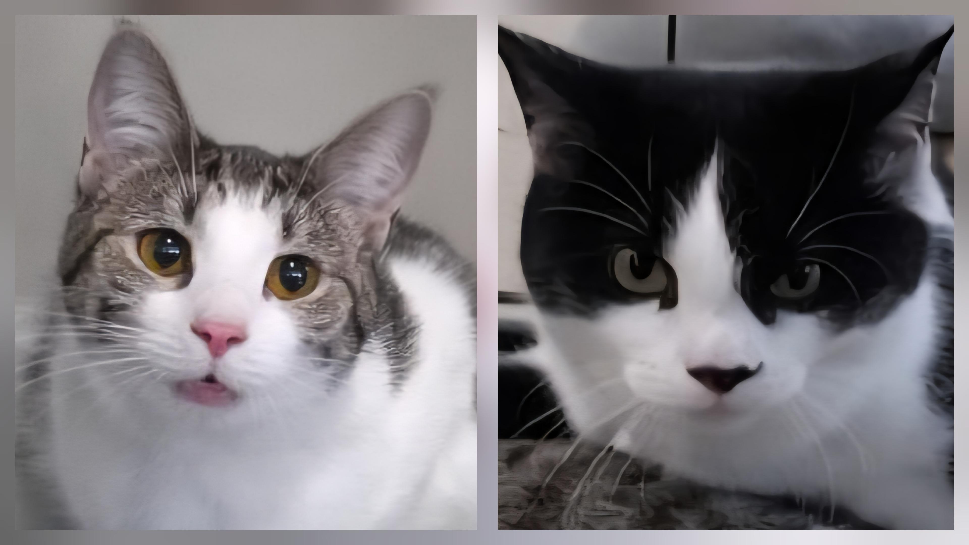 Birdie & Emmy Jo, a Adopted Domestic Short Hair in Lafayette, TN image 1/6