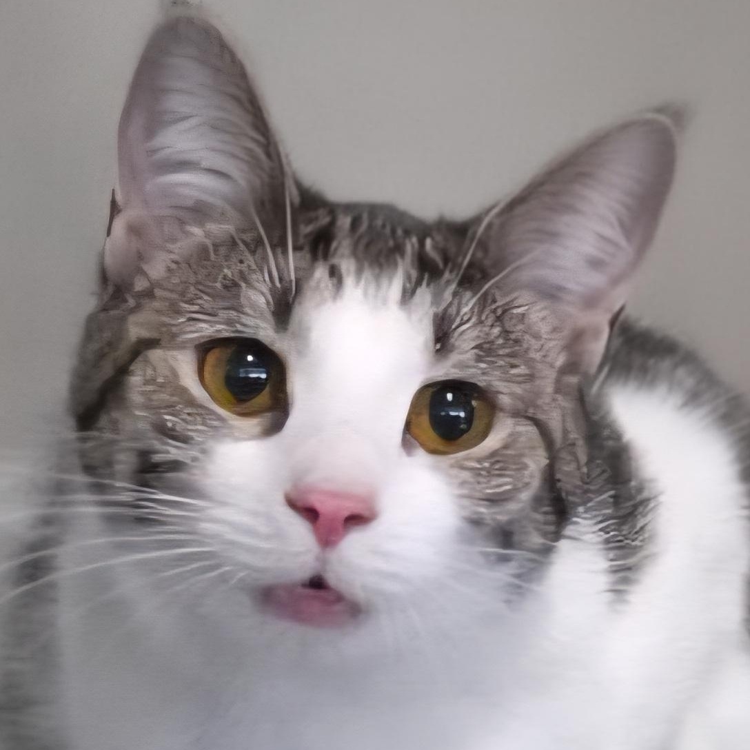 Birdie & Emmy Jo, a Adopted Domestic Short Hair in Lafayette, TN image 2/6