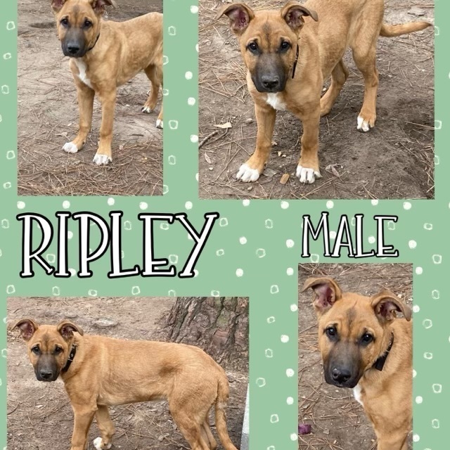 Ripley, an adopted Shepherd Mix in Manchester, CT_image-1