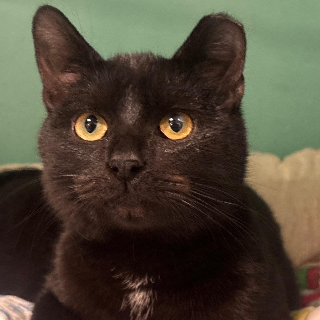 Zorro 113C25, Adoptable, Young Male Domestic Short Hair & Domestic Short Hair.