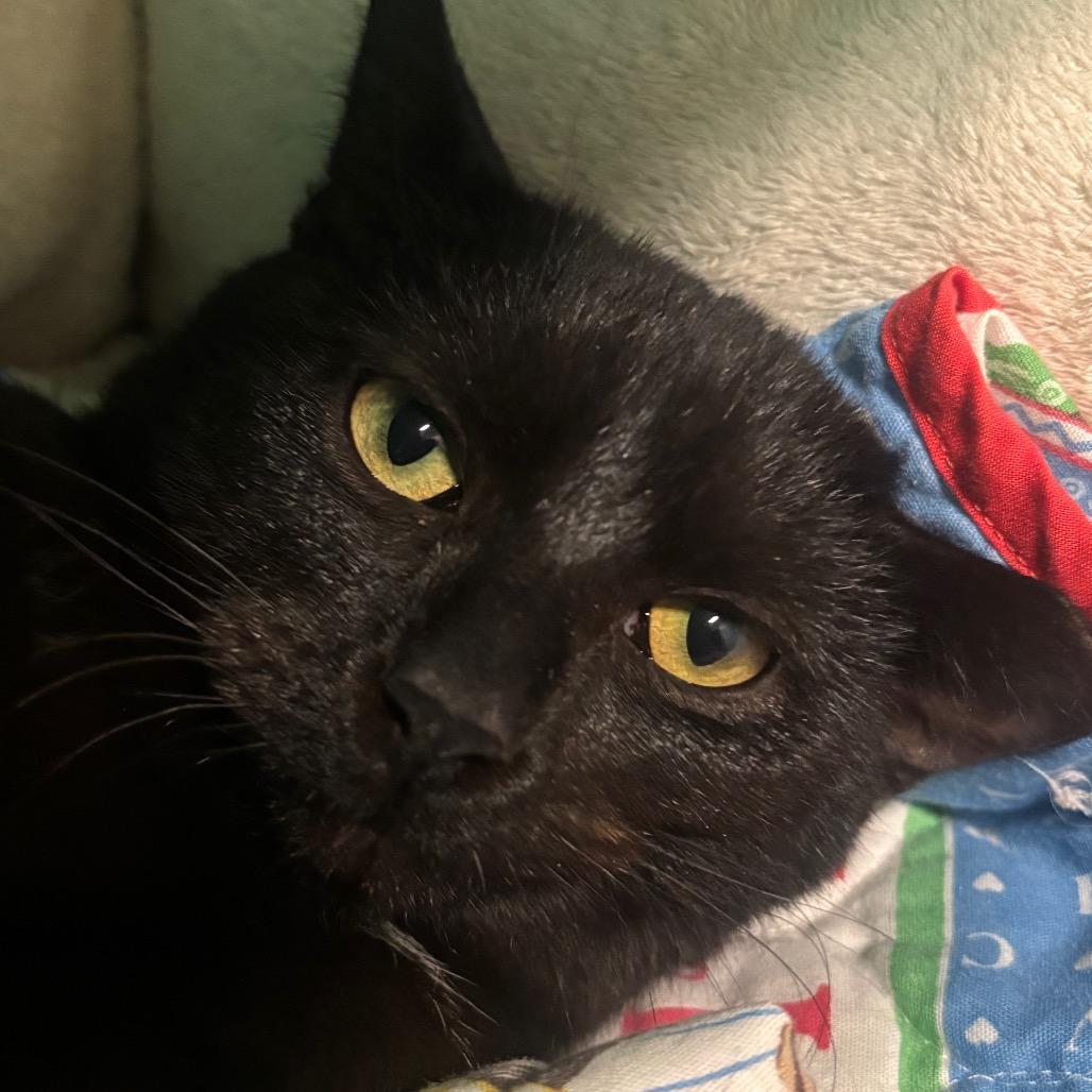 Enlarge Zorro 113C25, a Adoptable mixed breed in Napoleon, OH image 2/6