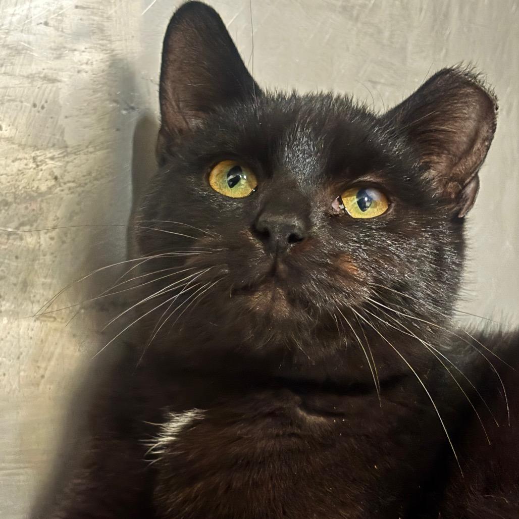 Enlarge Zorro 113C25, a Adoptable mixed breed in Napoleon, OH image 3/6