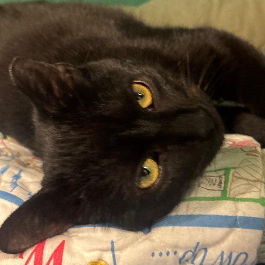 Enlarge Zorro 113C25, a Adoptable mixed breed in Napoleon, OH image 4/6