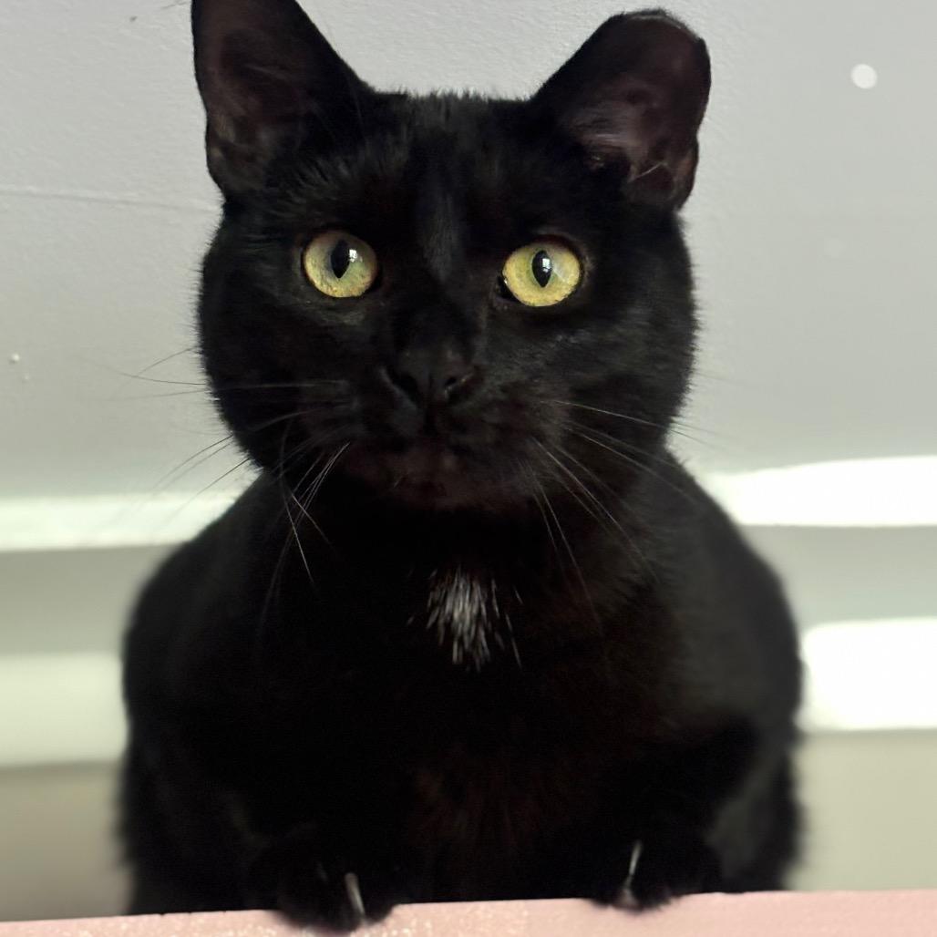 Enlarge Zorro 113C25, a Adoptable mixed breed in Napoleon, OH image 5/6