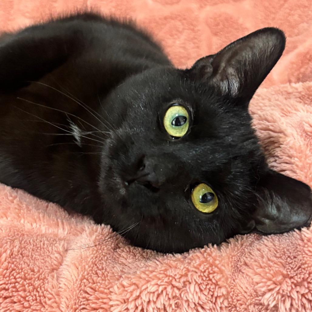 Enlarge Zorro 113C25, a Adoptable mixed breed in Napoleon, OH image 5/6