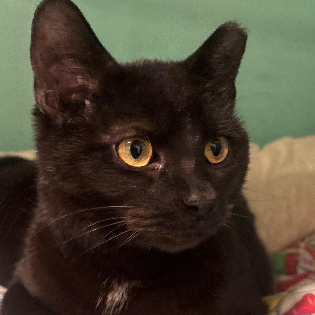 Enlarge Zorro 113C25, a Adoptable mixed breed in Napoleon, OH image 6/6