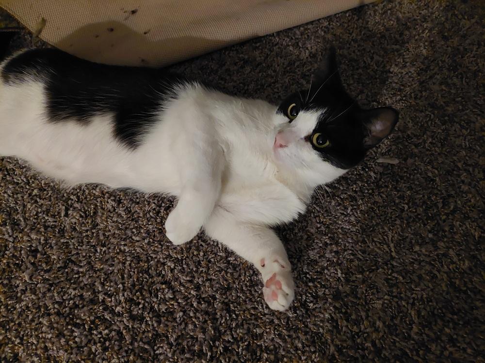 Fauna, a Adoptable Domestic Short Hair in Bellingham, WA image 1/6