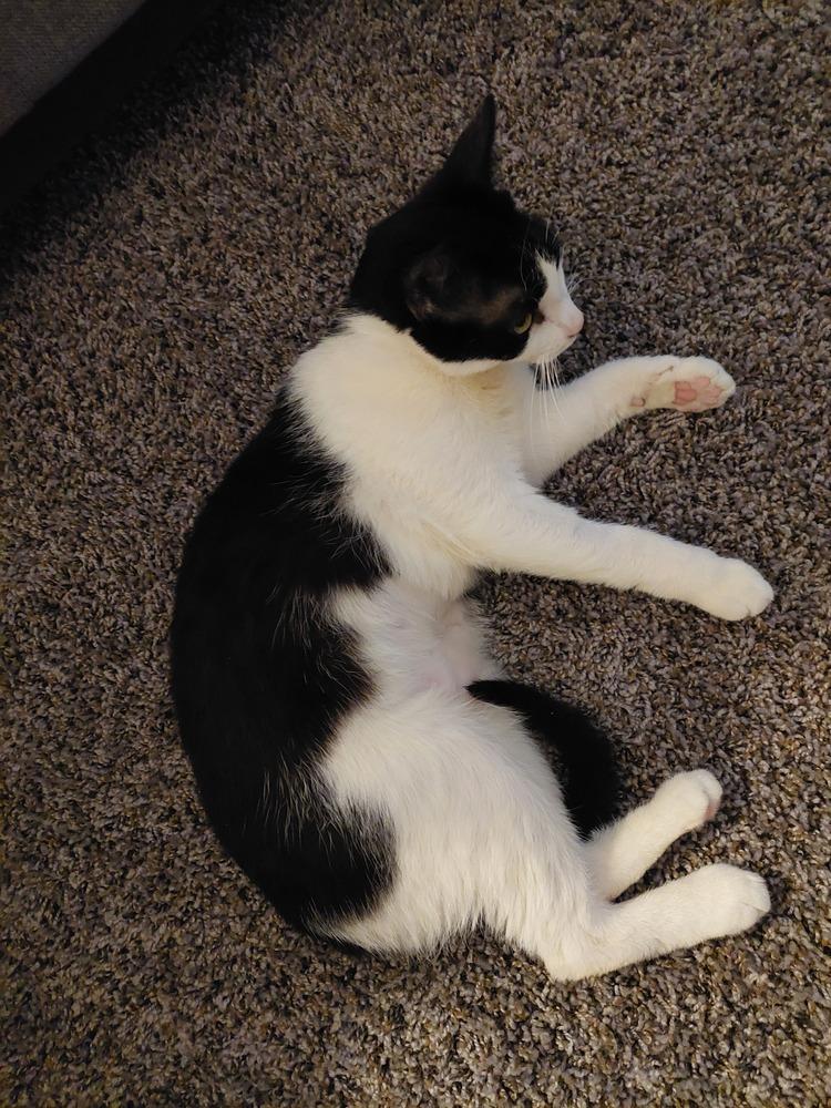 Fauna, a Adoptable Domestic Short Hair in Bellingham, WA image 2/6