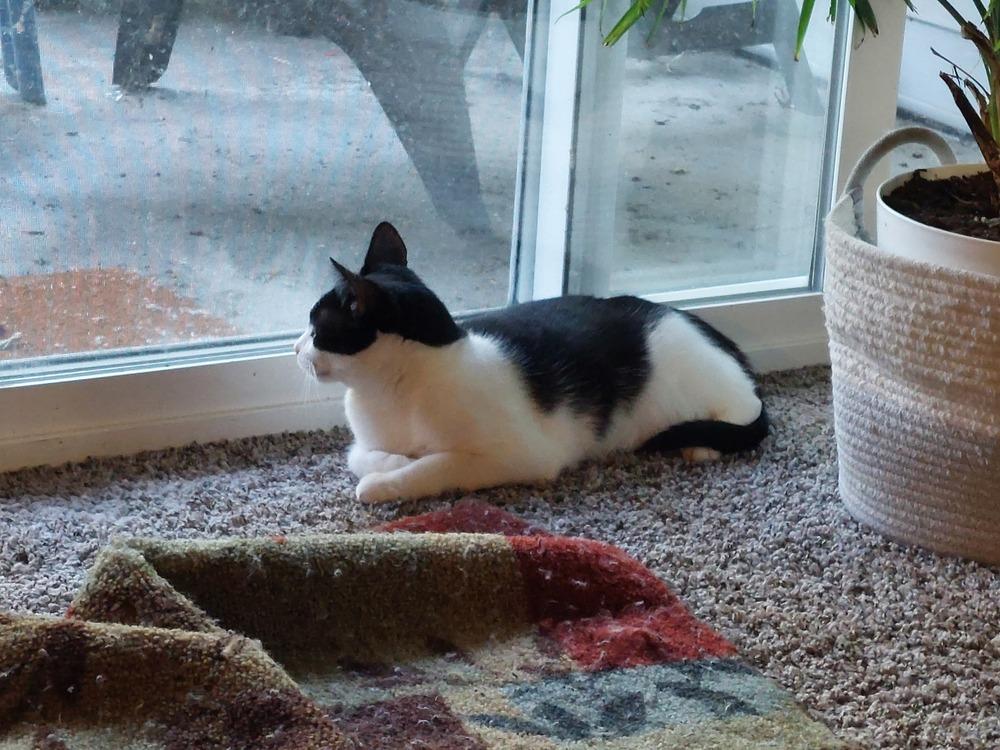 Fauna, a Adoptable Domestic Short Hair in Bellingham, WA image 3/6