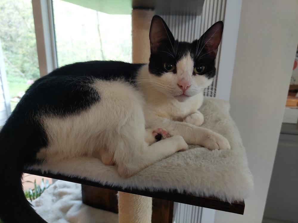 Fauna, a Adoptable Domestic Short Hair in Bellingham, WA image 4/6