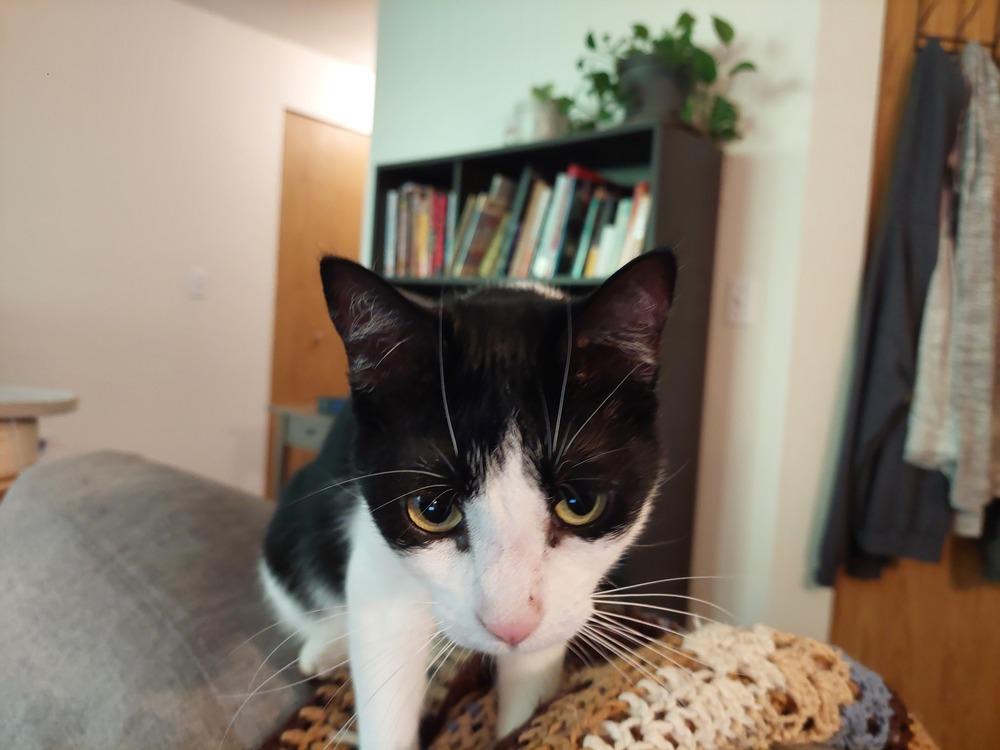 Fauna, a Adoptable Domestic Short Hair in Bellingham, WA image 5/6