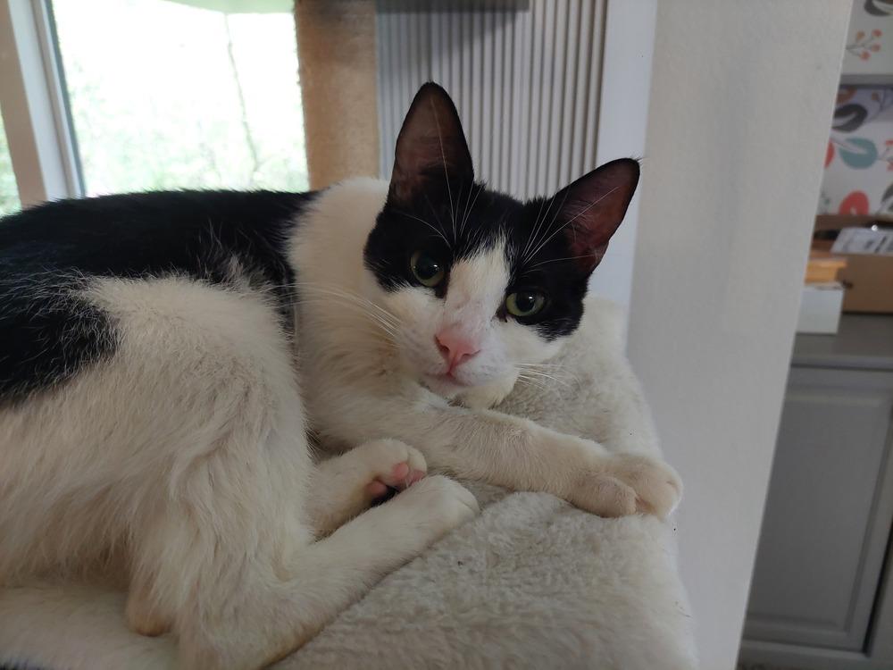 Fauna, a Adoptable Domestic Short Hair in Bellingham, WA image 6/6