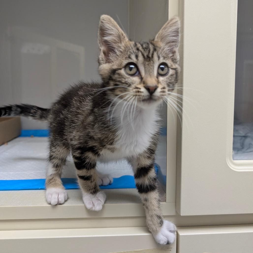 Enlarge Charlie, a Adoptable Domestic Short Hair in Sunnyvale, CA image 1/1