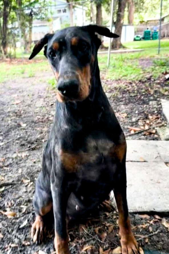 Kira 3457, Adoptable, Young Female Doberman Pinscher.
