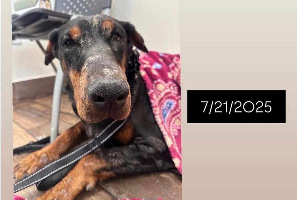 Kira 3457, a Adoptable Doberman Pinscher in Oakland Park, FL image 2/3