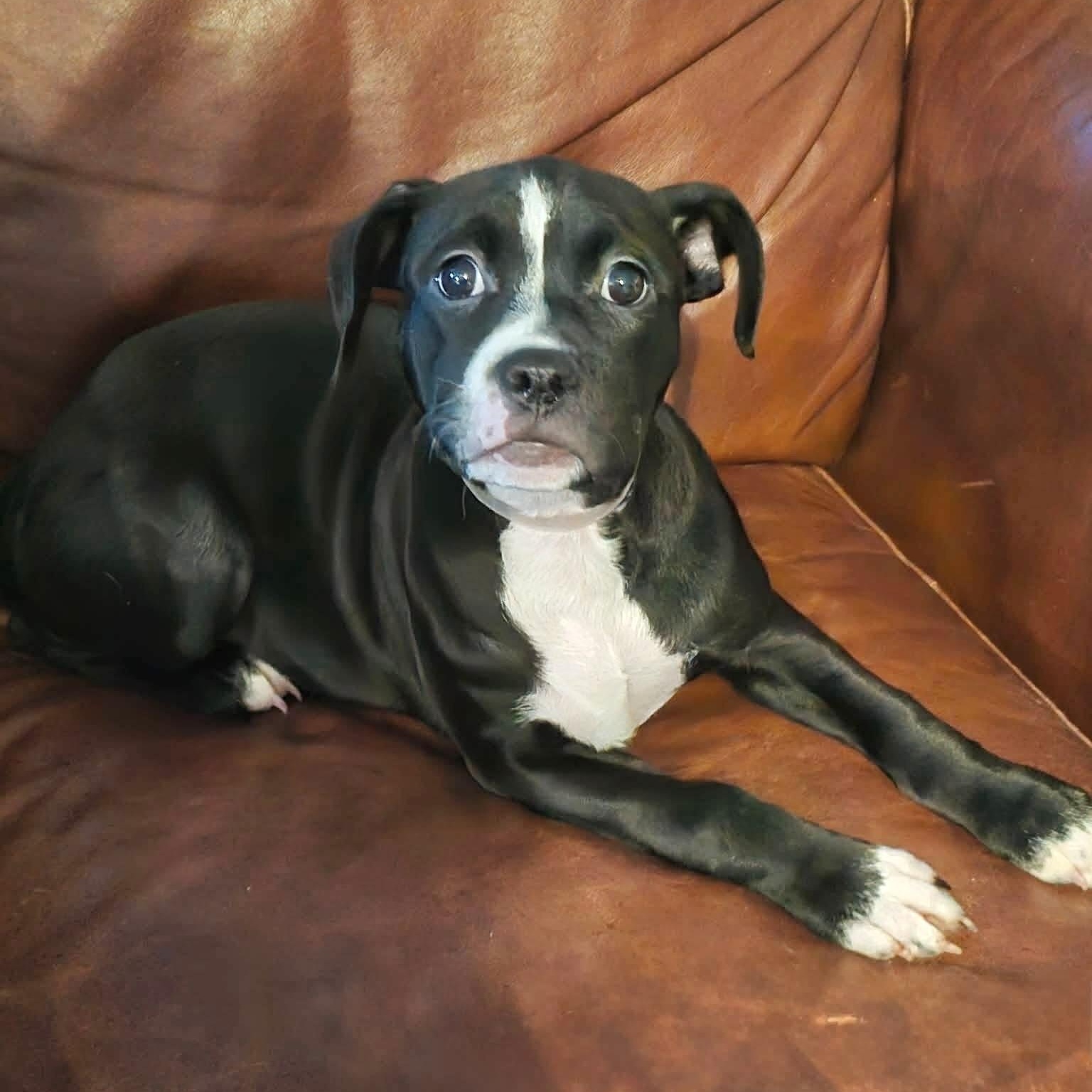 Enlarge Pocket baby Harriet, a Adoptable Staffordshire Bull Terrier in West Hartford , CT image 2/5