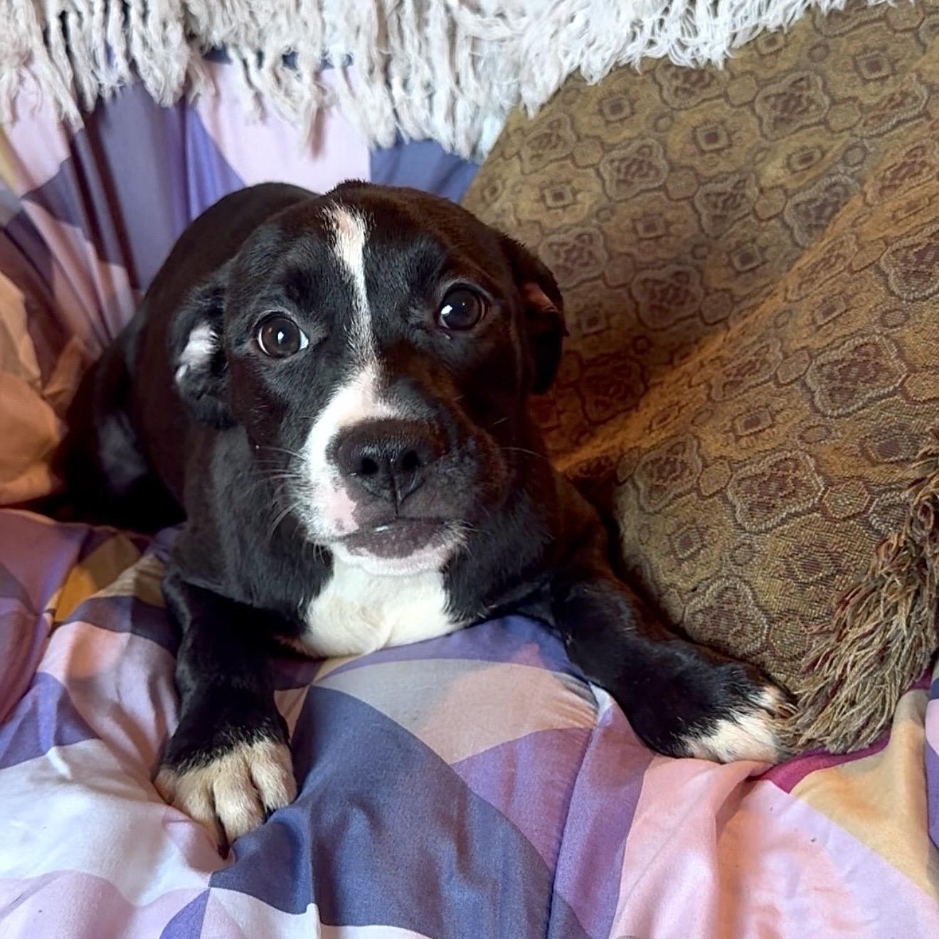 Enlarge Pocket baby Harriet, a Adoptable Staffordshire Bull Terrier in West Hartford , CT image 5/5