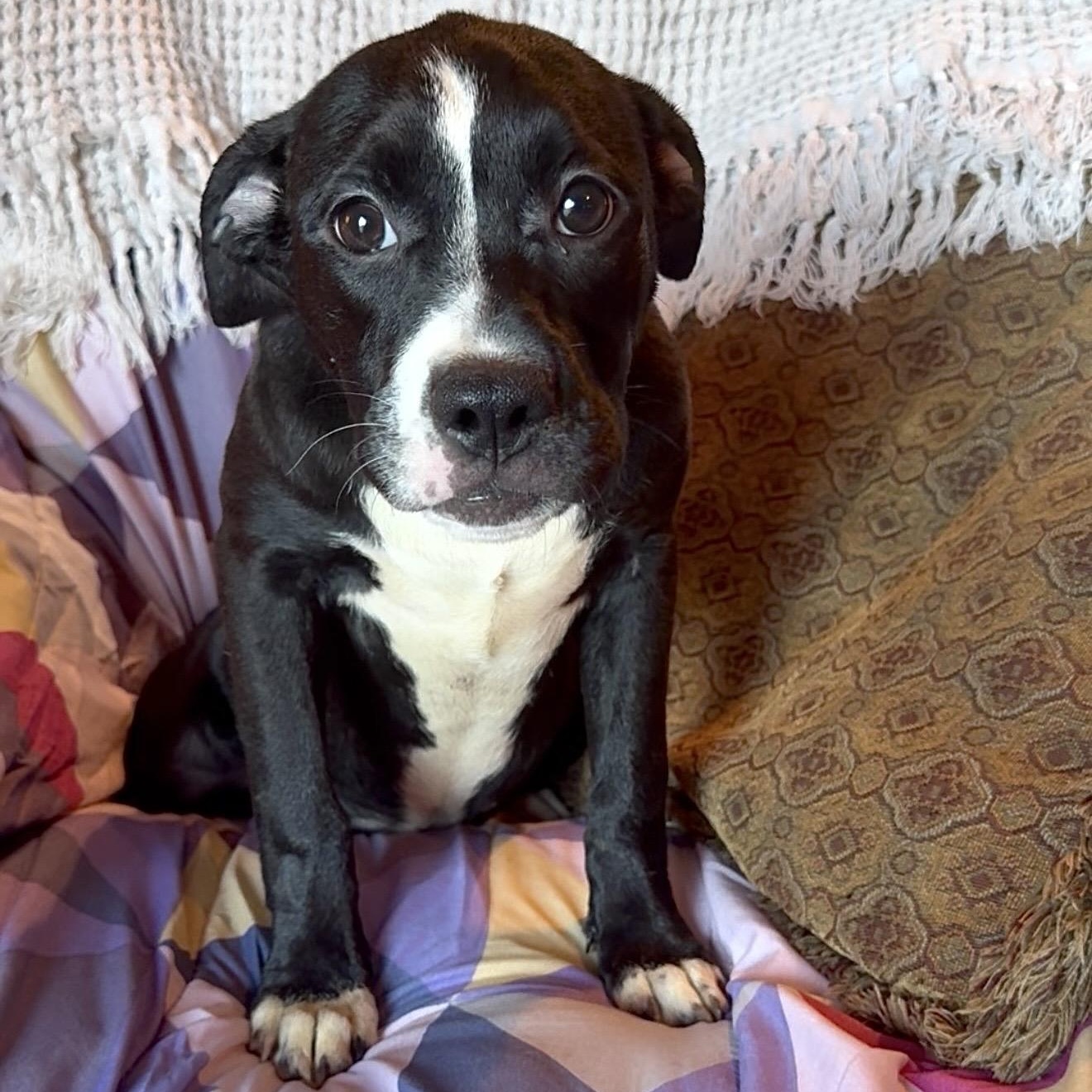 Enlarge Pocket baby Harriet, a Adoptable Staffordshire Bull Terrier in West Hartford , CT image 1/5