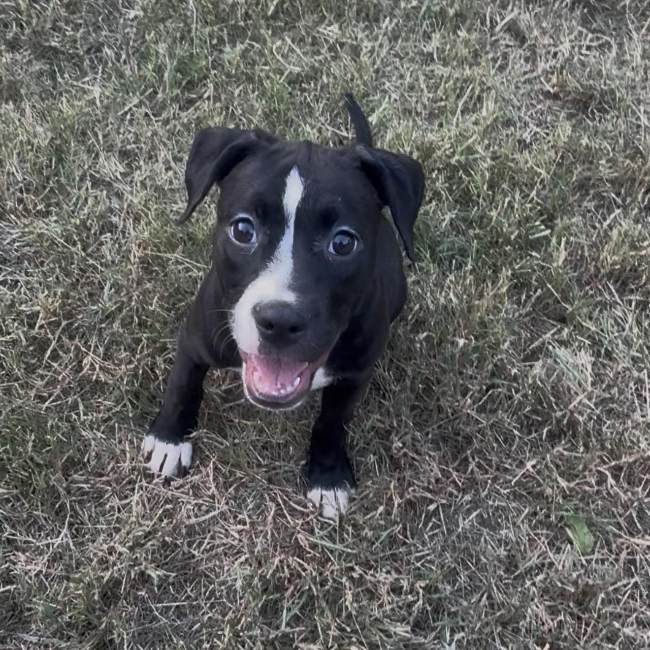 Enlarge Pocket baby Harriet, a Adoptable Staffordshire Bull Terrier in West Hartford , CT image 3/5