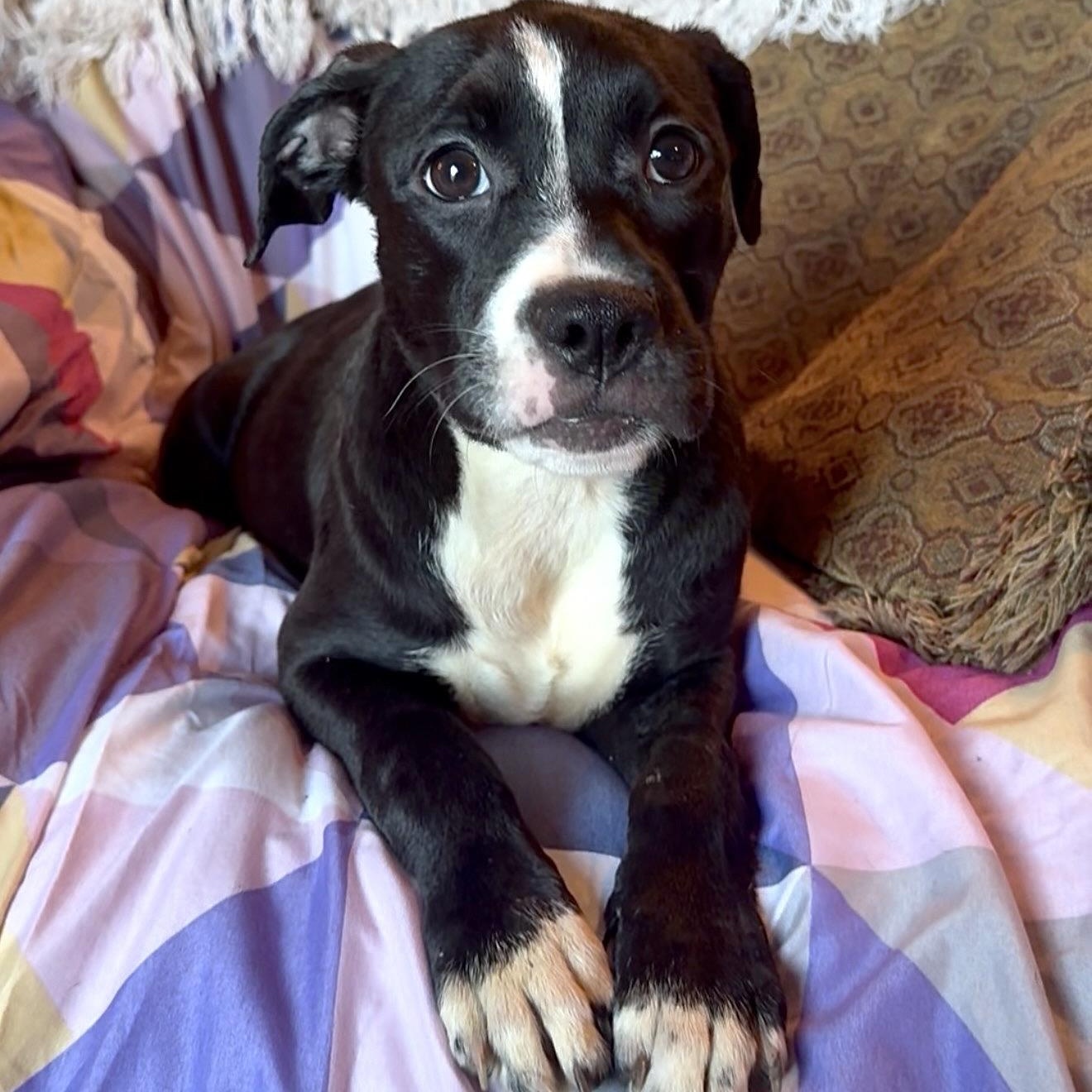 Enlarge Pocket baby Harriet, a Adoptable Staffordshire Bull Terrier in West Hartford , CT image 4/5