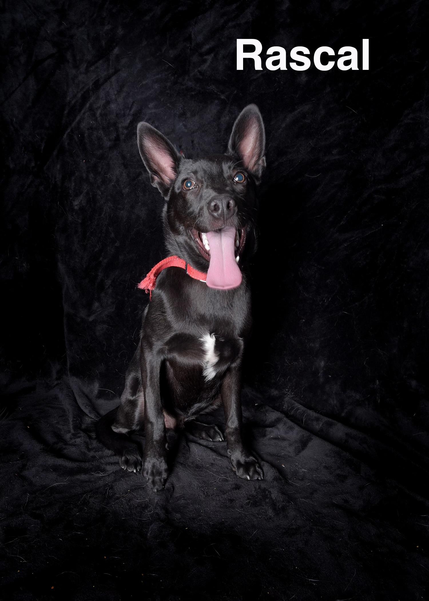 Enlarge Rascal, a ADOPTABLE Black Labrador Retriever in Van Nuys, CA image 1/1