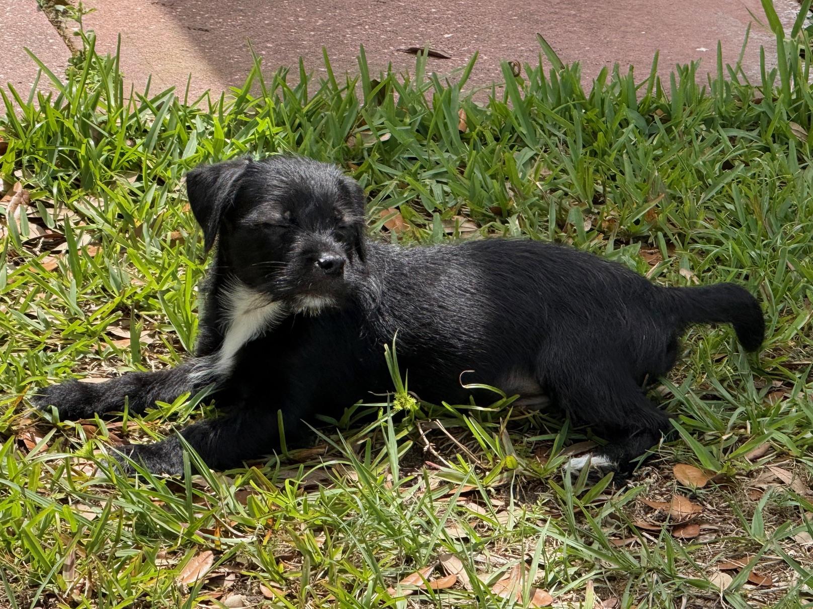 Enlarge Blizzard, an adoptable Shih Tzu in Orlando, FL image 3/4