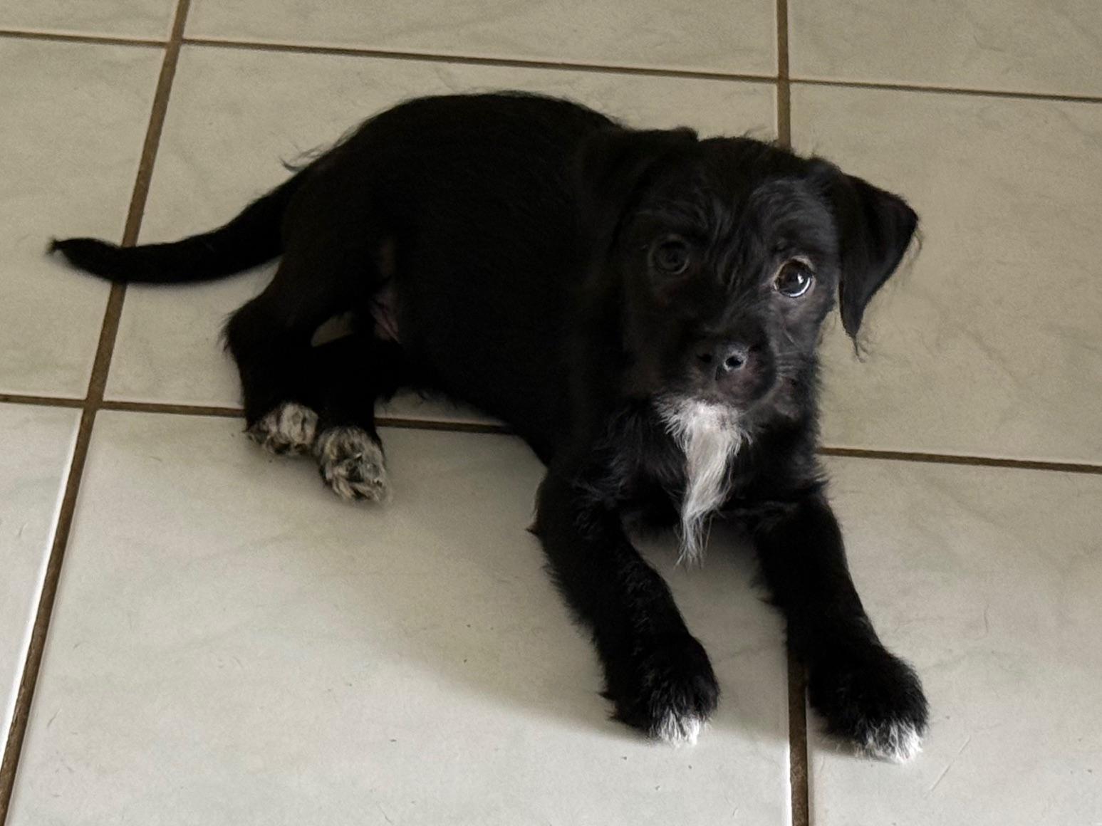 Blizzard, adoptable, Young Male Shih Tzu.