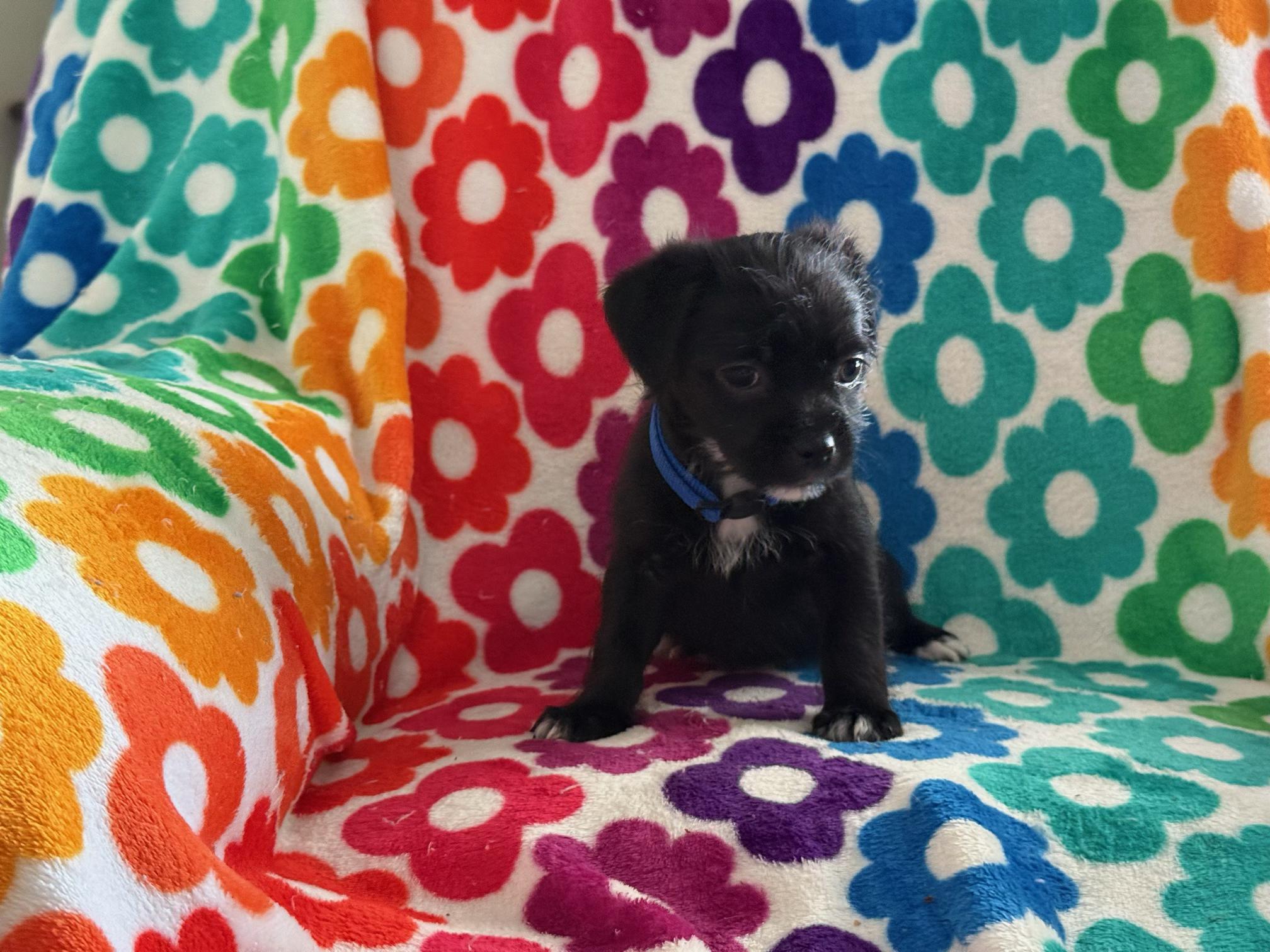 Enlarge Blizzard, an adoptable Shih Tzu in Orlando, FL image 2/2