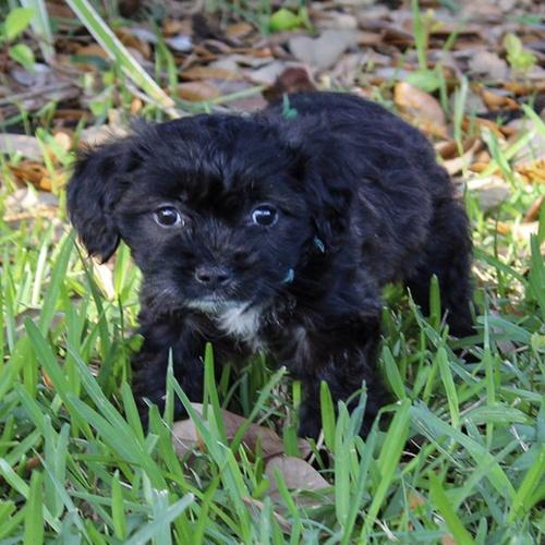 Enlarge Blizzard, an adoptable Shih Tzu in Orlando, FL image 1/2