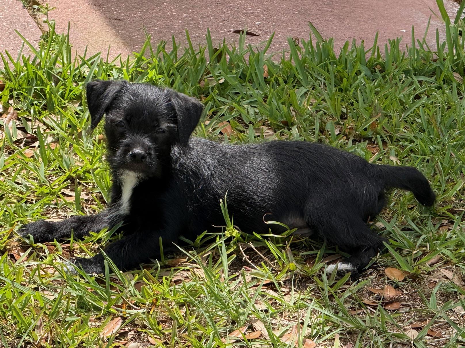 Enlarge Blizzard, an adoptable Shih Tzu in Orlando, FL image 4/4