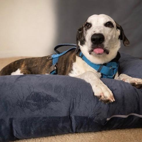 Ted, Adoptable, Adult Male Mixed Breed.