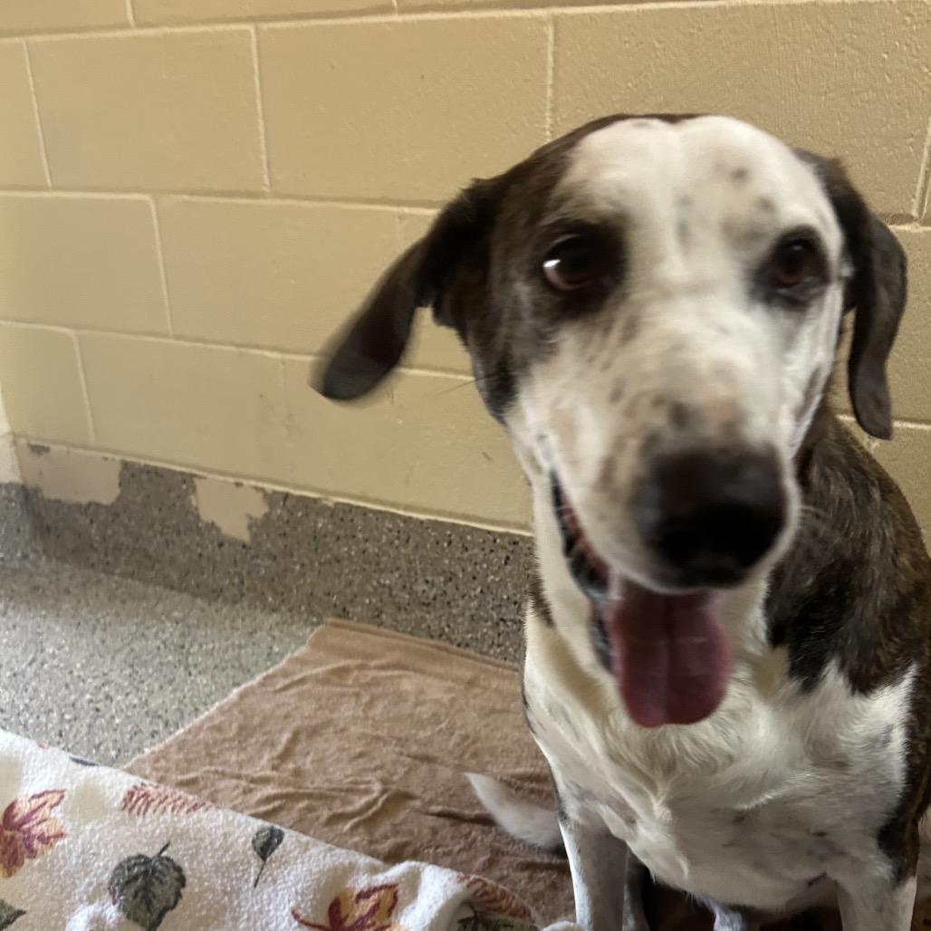 Enlarge Ted, a Adoptable Mixed Breed in Pensacola, FL image 1/4