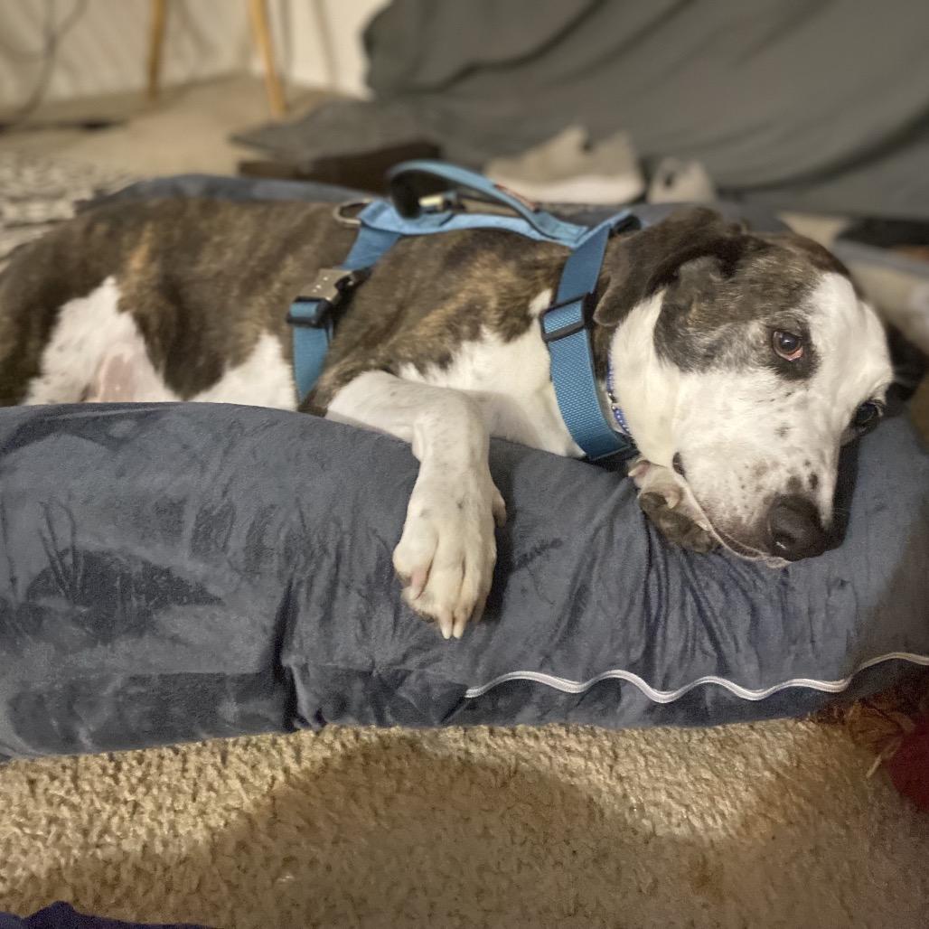 Enlarge Ted, a Adoptable Mixed Breed in Pensacola, FL image 2/6