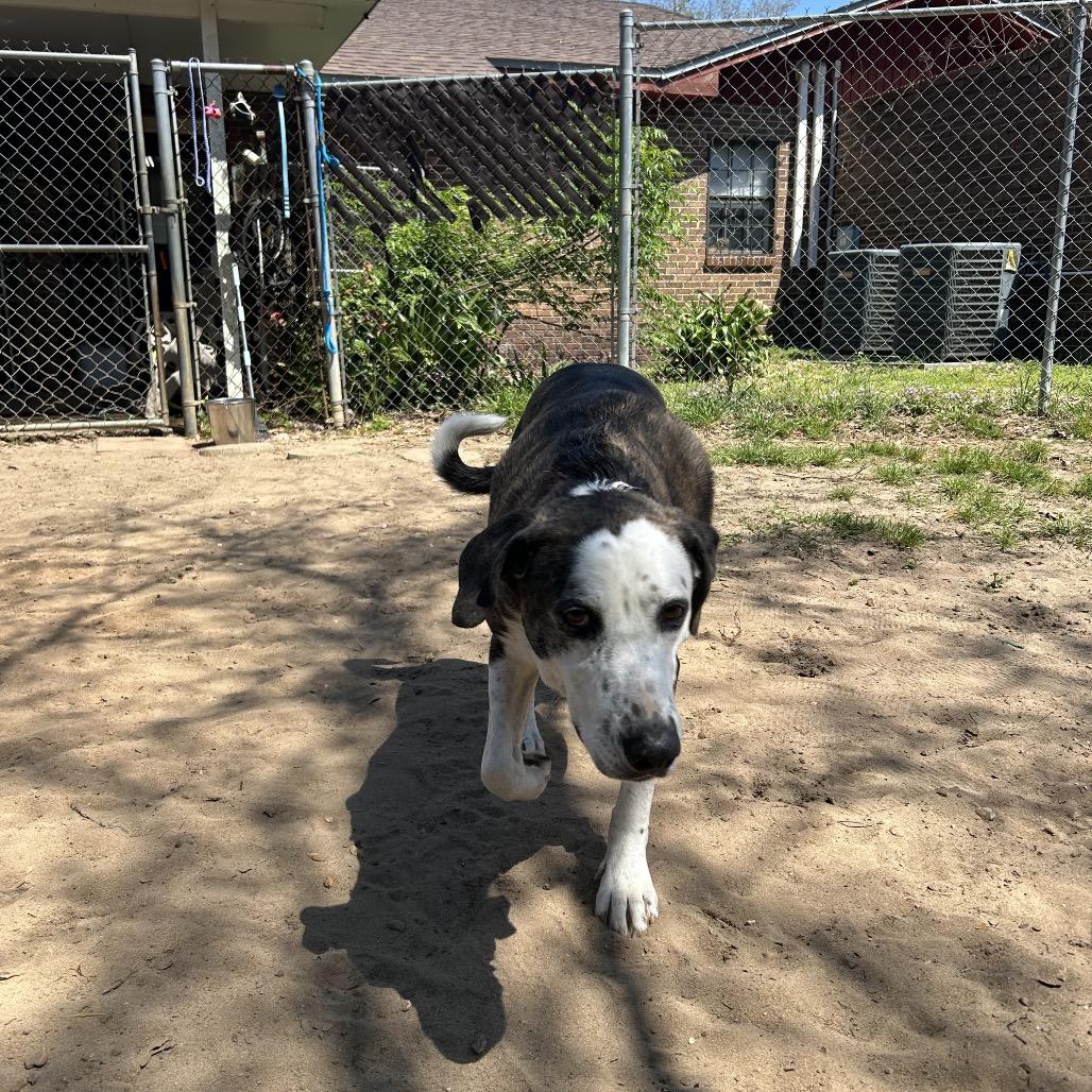 Enlarge Ted, a Adoptable Mixed Breed in Pensacola, FL image 2/4